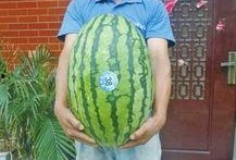 热门大瓜每日大赛,揭秘娱乐圈最新爆料，大赛精彩瞬间回顾